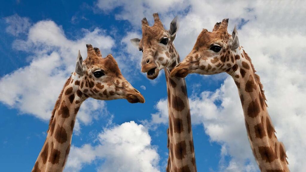 Symbolbild für Respekt im Rat: 3 Giraffen unterhalten sich miteinander